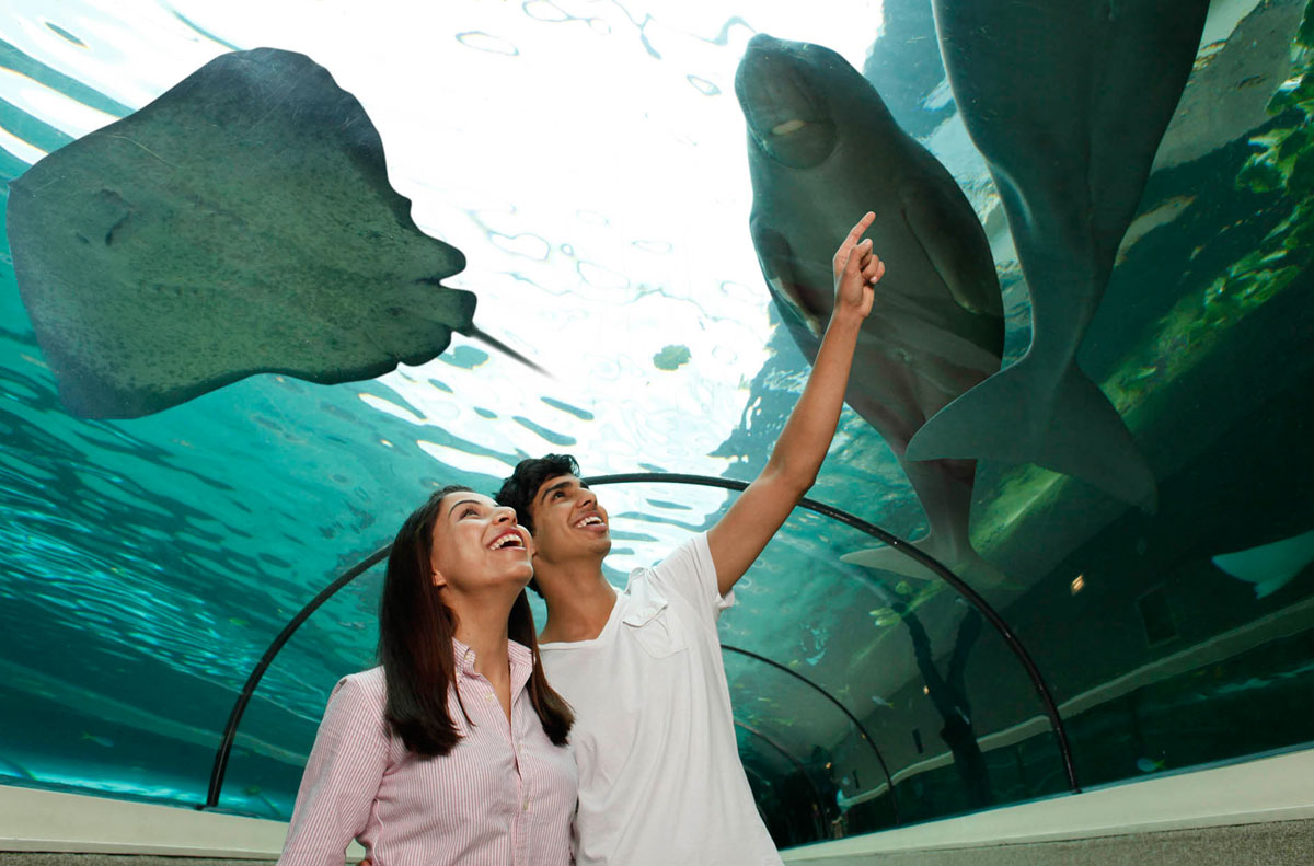 Sharks, Dugongs and Rays at Sydney Aquarium