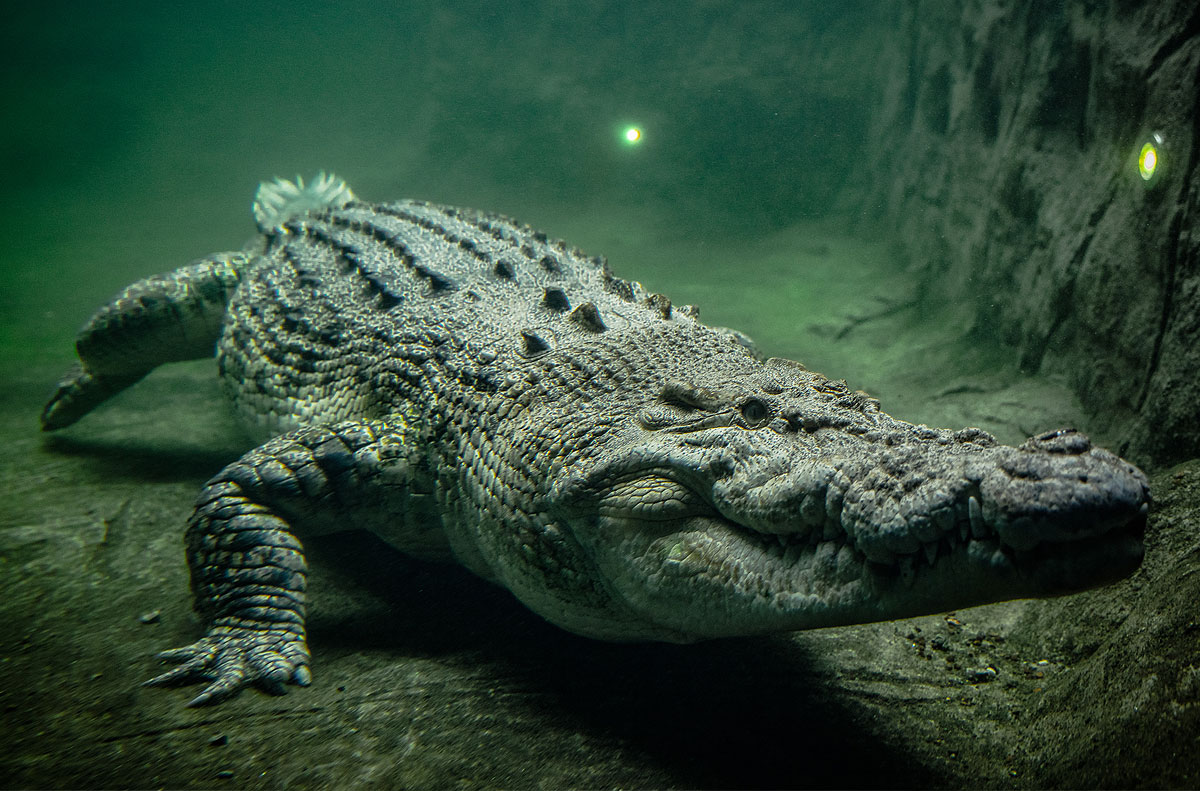 Crocodile at Wildlife Sydney Zoo