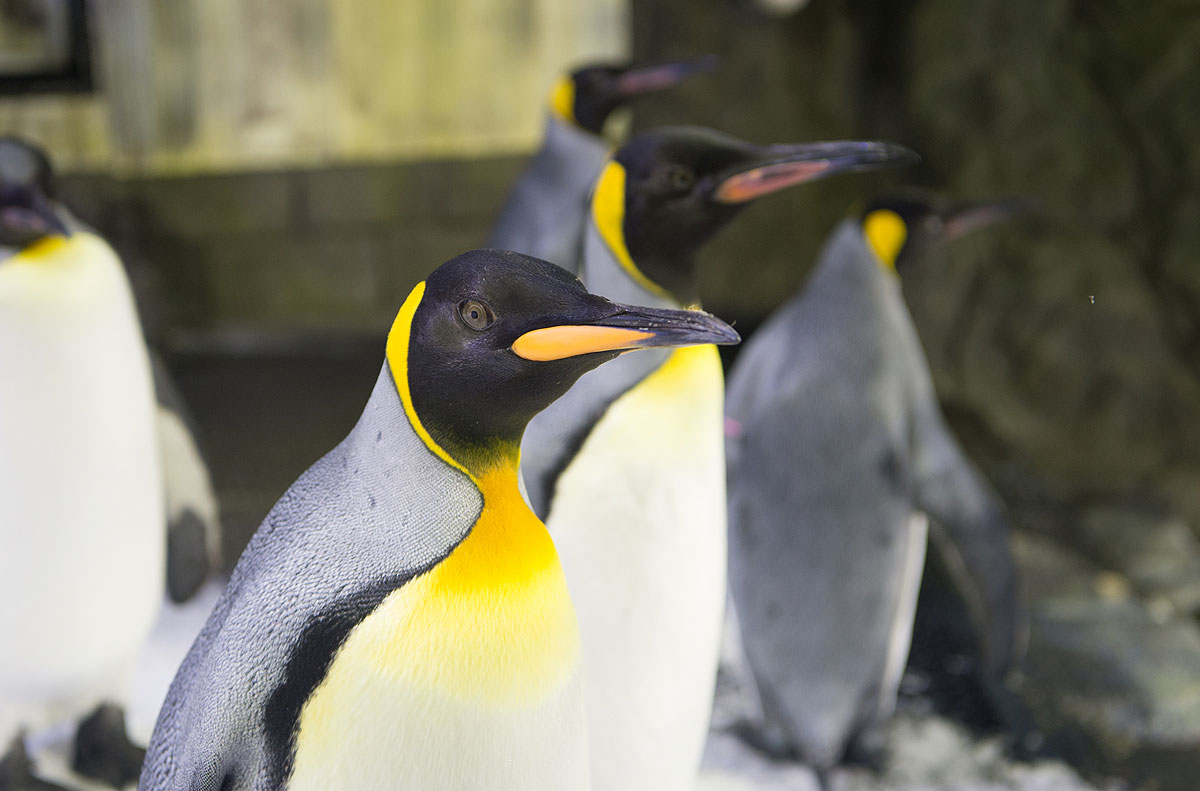 Penguins at Sydney Aquarium