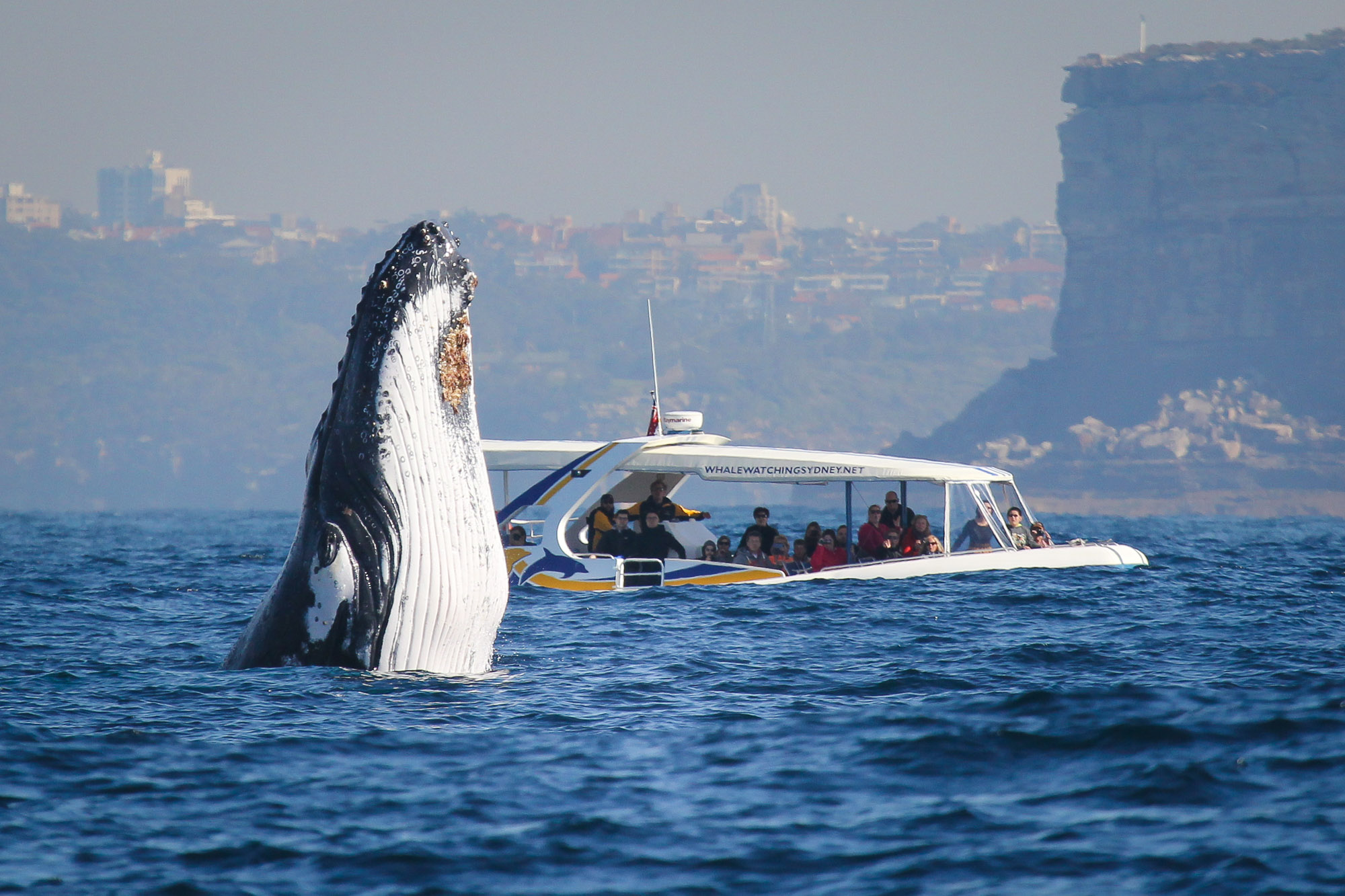 Best Whale Watching Cruise In Sydney - Whale Watching Sydney