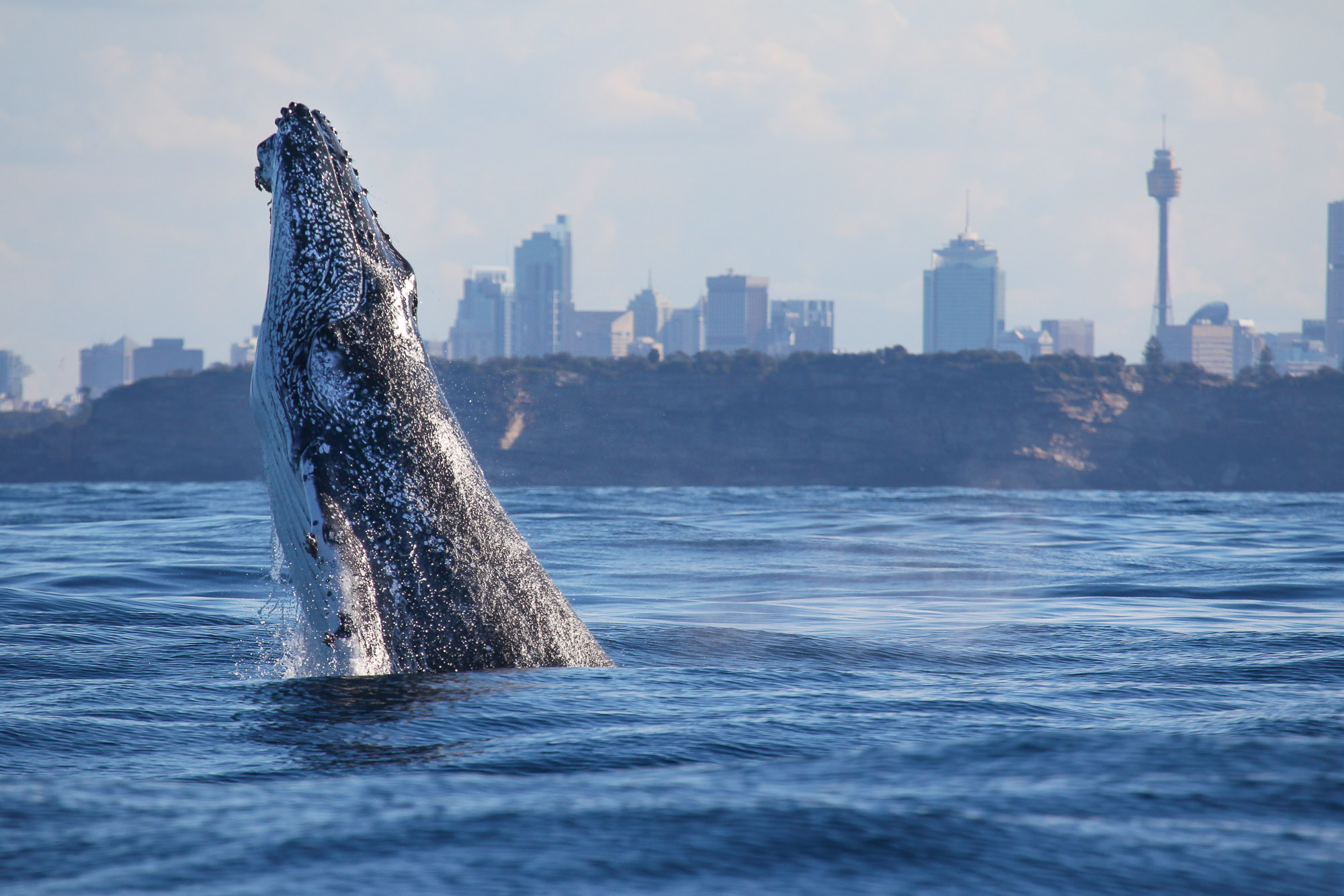 Best Whale Watching Cruise In Sydney - Whale Watching Sydney