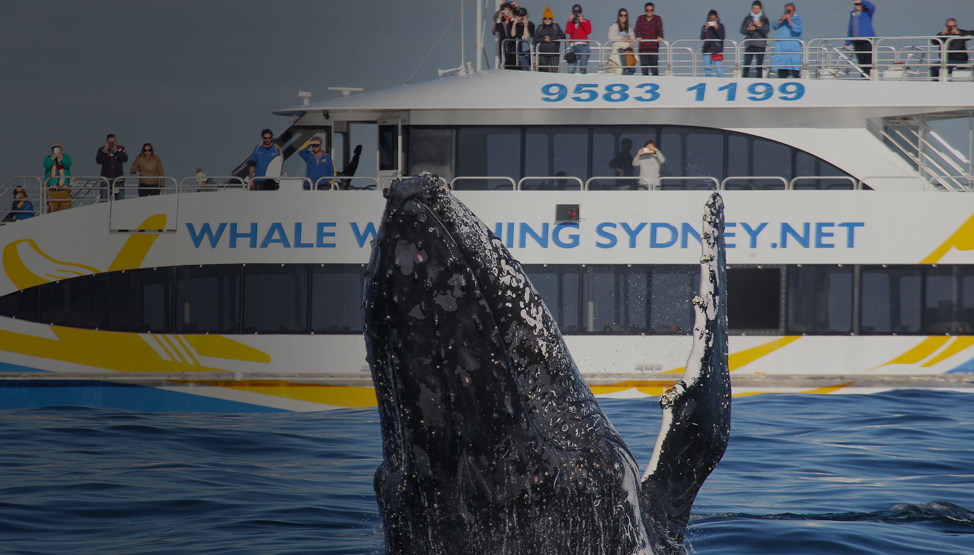 Best Whale Watching Cruise In Sydney - Whale Watching Sydney