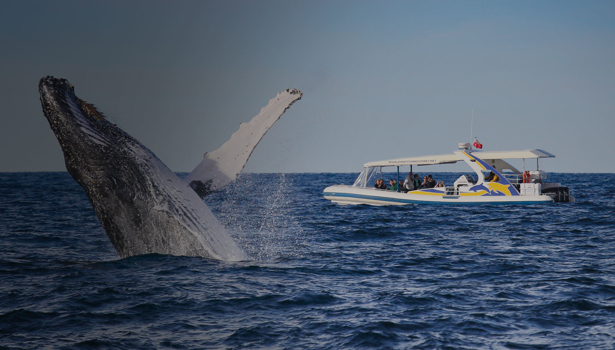 🐋 25 Years Of Experience - Only 15min To Ocean - Whale Watching Sydney