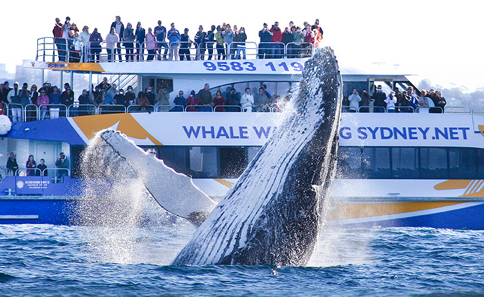 Whale Watching Sydney, Discount Tickets, NRMA Blue