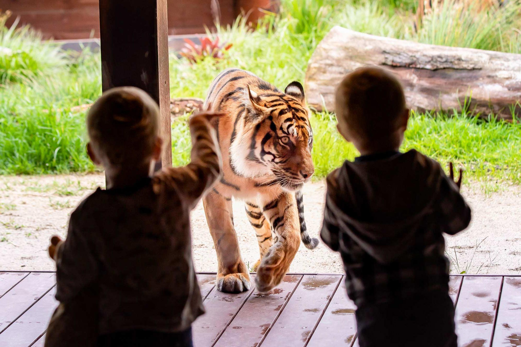 Tiger at Taronga Zoo