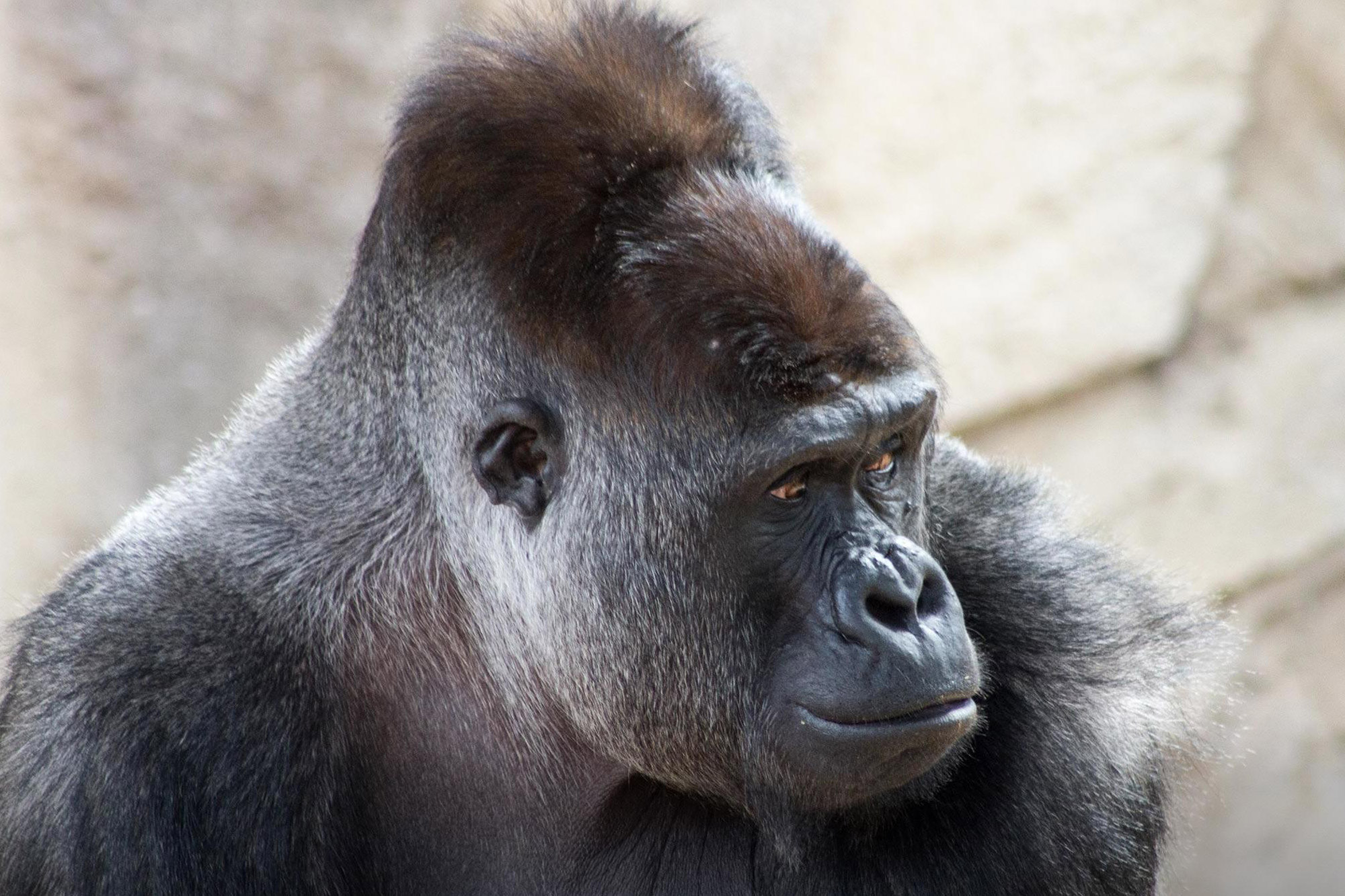 Gorilla at Taronga Zoo